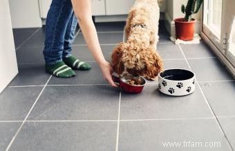 Principaux avantages et inconvénients des aliments crus pour chiens à comparer 