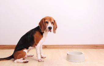 Faits sur le régime alimentaire des aliments crus pour chiens et questions fréquentes 