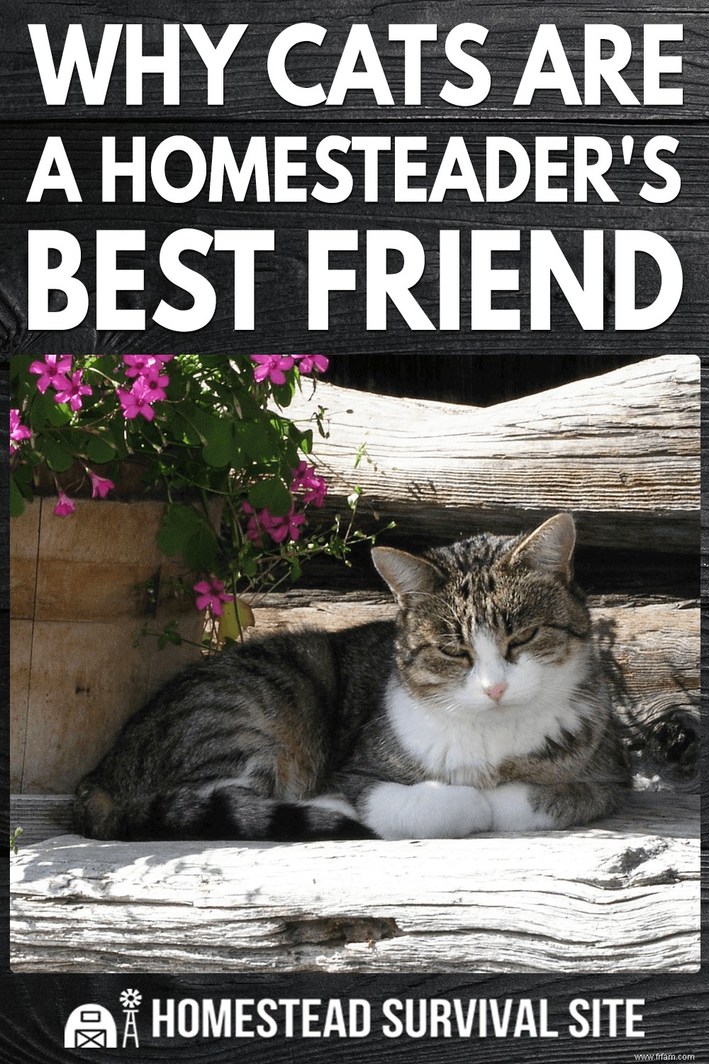 Pourquoi les chats sont les meilleurs amis d un homesteader 