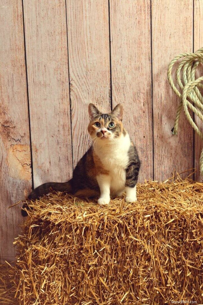 Pourquoi les chats sont les meilleurs amis d un homesteader 