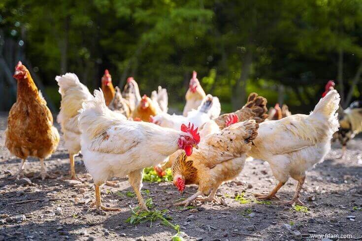 La liste complète des aliments que les poulets PEUVENT et NE PEUVENT PAS manger 