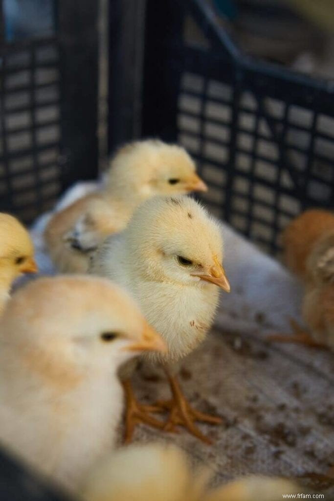 Guide du débutant pour la couvaison du poulet 