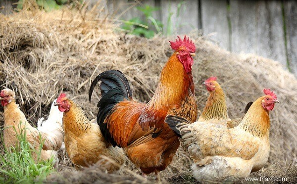 Meilleurs animaux de ferme (avantages et inconvénients de chacun) 