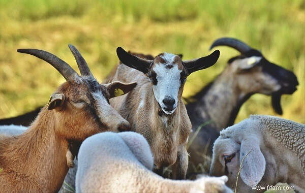 Meilleurs animaux de ferme (avantages et inconvénients de chacun) 