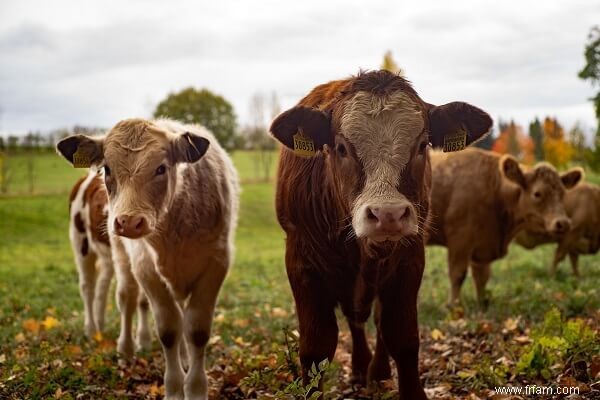 Meilleurs animaux de ferme (avantages et inconvénients de chacun) 