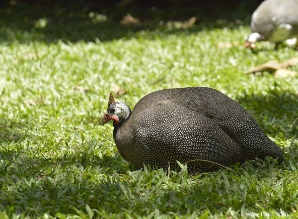 Meilleurs animaux de ferme (avantages et inconvénients de chacun) 