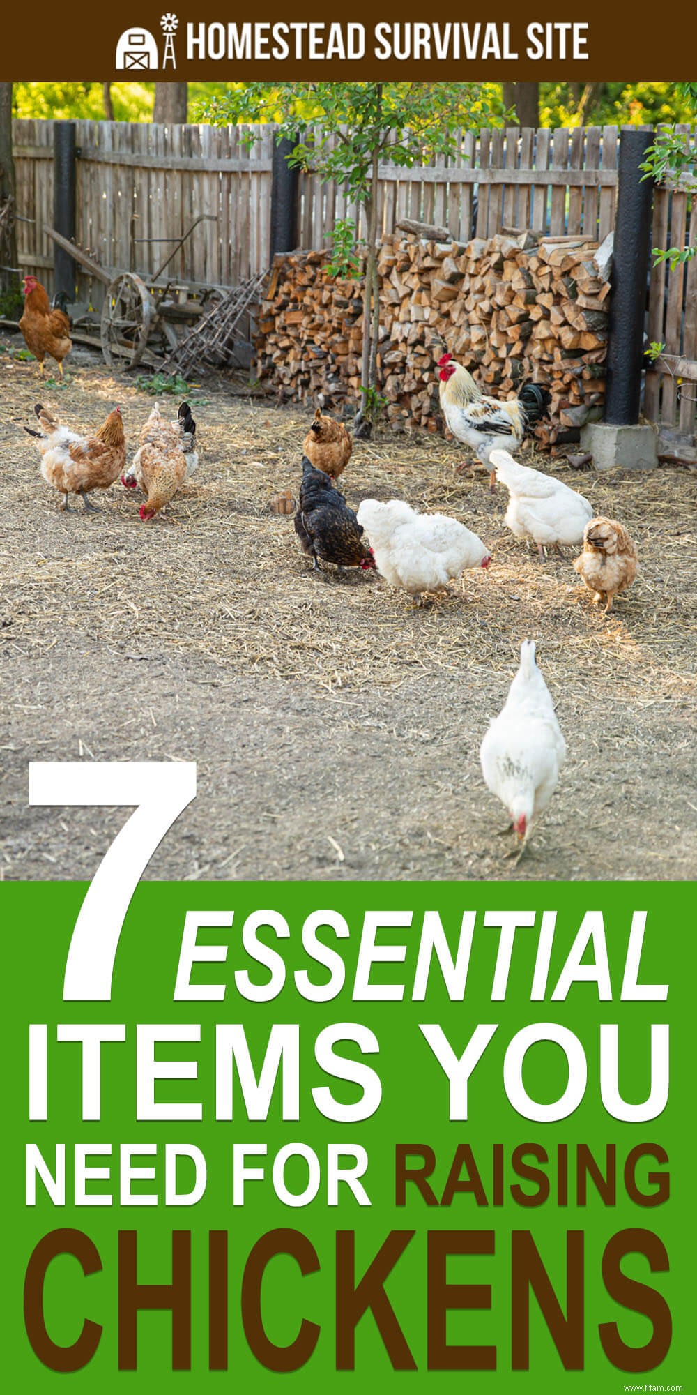 7 articles essentiels dont vous avez besoin pour élever des poulets 