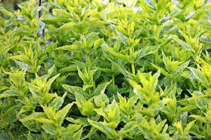 Des herbes médicinales pour les poulets ? Oui! 