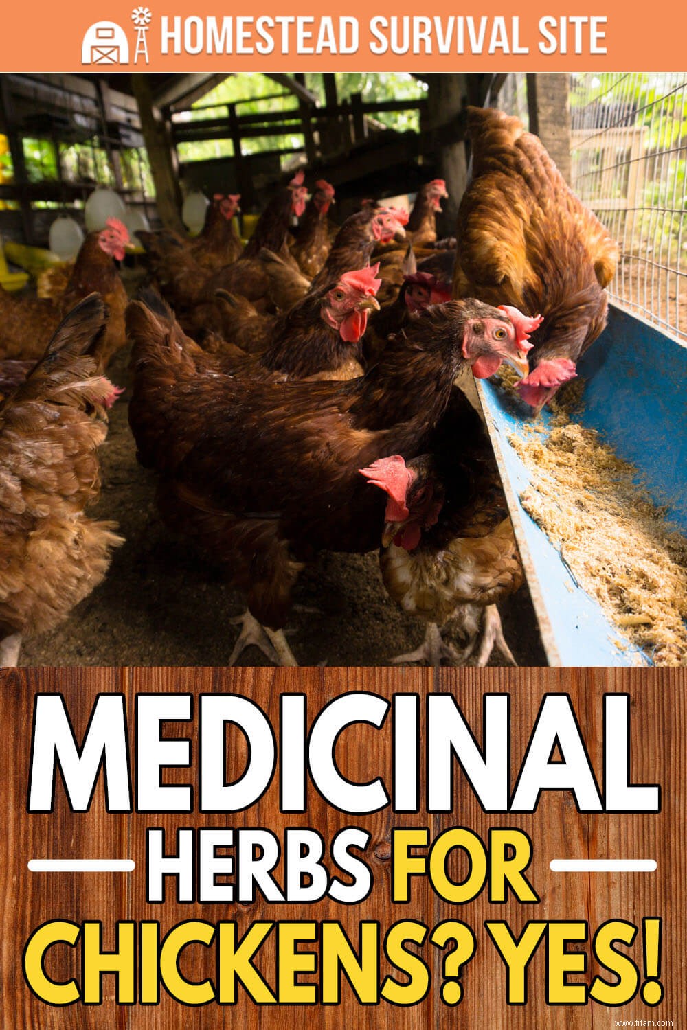 Des herbes médicinales pour les poulets ? Oui! 