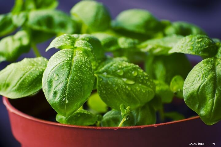 Des herbes médicinales pour les poulets ? Oui! 