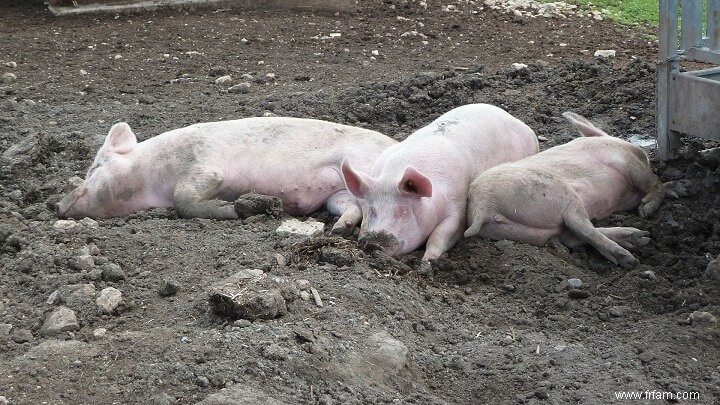 Comment garder le bétail au frais en été 