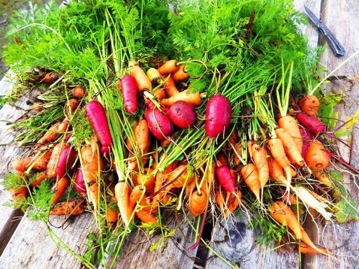 Hurdling :une technique de stockage des aliments qui prolonge la durée de conservation de plusieurs années 