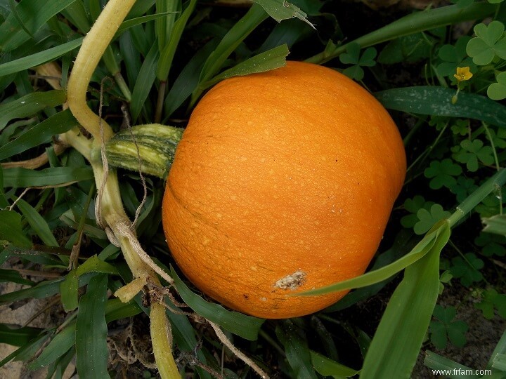 Le guide ultime de la cuisine avec des citrouilles 