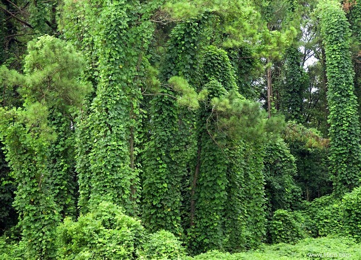 Kudzu :la nourriture de survie méconnue 