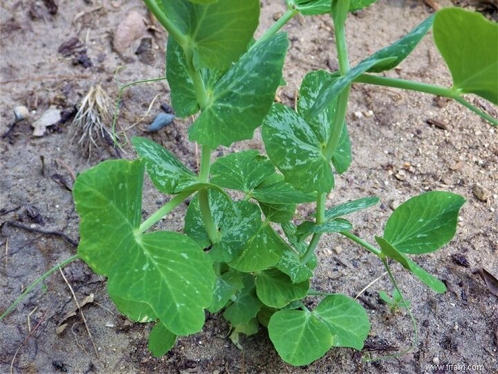 15 parties de légumes que vous ne saviez pas pouvoir manger 