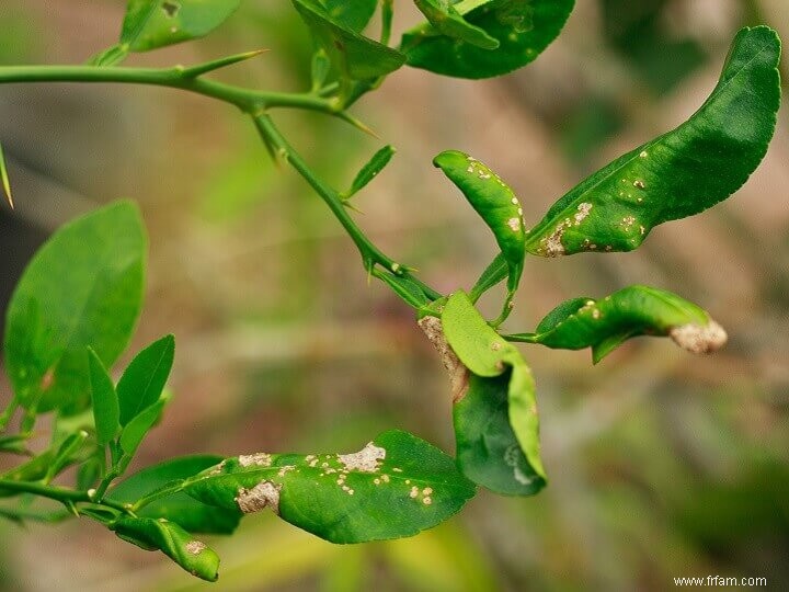 11 maladies des plantes les plus courantes et comment les traiter 