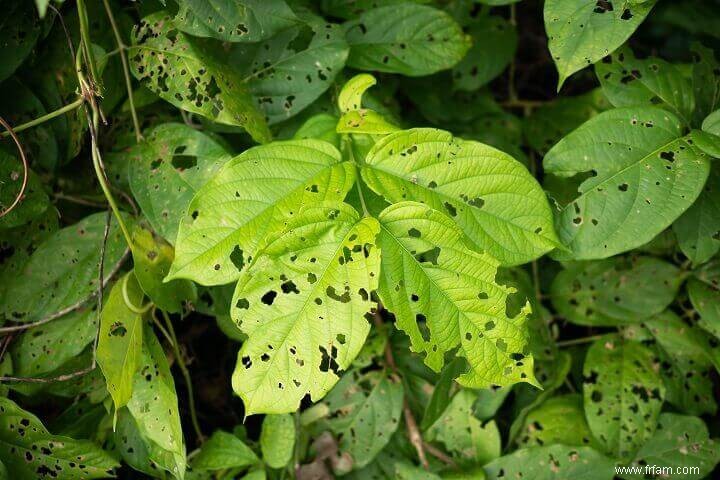 8 signes que vous avez des parasites dans votre jardin 