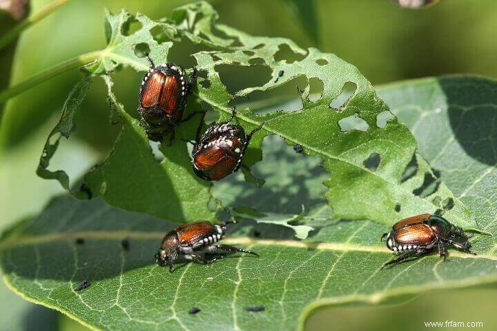 8 signes que vous avez des parasites dans votre jardin 