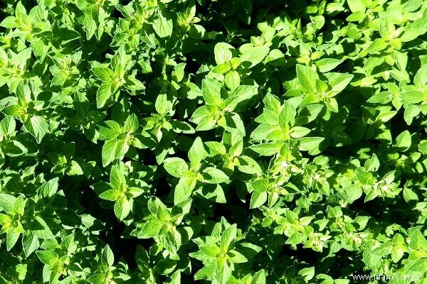 7 herbes vivaces à usage culinaire et médicinal 