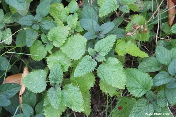 7 herbes vivaces à usage culinaire et médicinal 