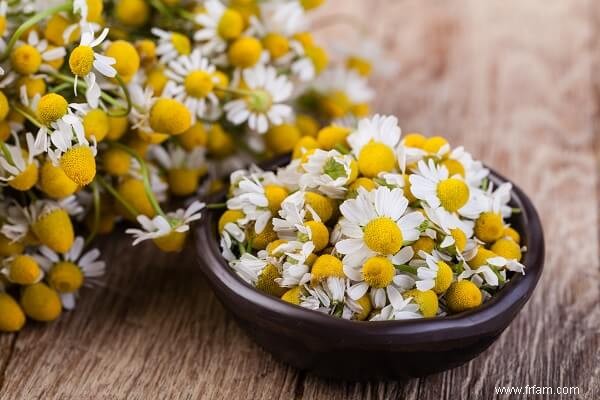 7 herbes vivaces à usage culinaire et médicinal 