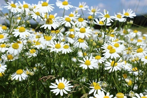 10 herbes et fleurs qui peuvent soulager vos maux et vos douleurs 