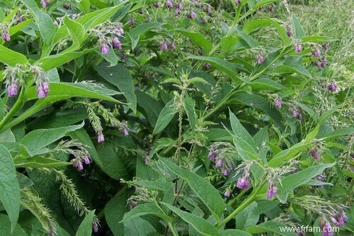 10 herbes et fleurs qui peuvent soulager vos maux et vos douleurs 