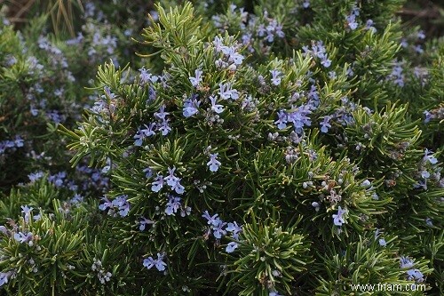 10 herbes et fleurs qui peuvent soulager vos maux et vos douleurs 