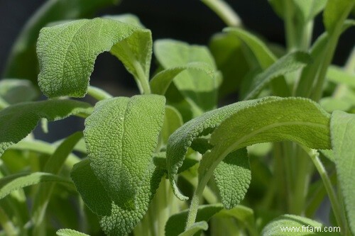 10 herbes et fleurs qui peuvent soulager vos maux et vos douleurs 