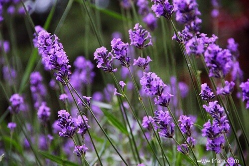 10 herbes et fleurs qui peuvent soulager vos maux et vos douleurs 