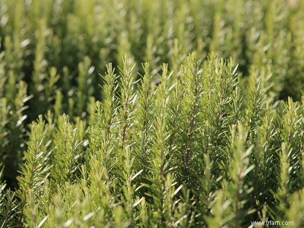 9 herbes vivaces à planter maintenant et à savourer chaque année 