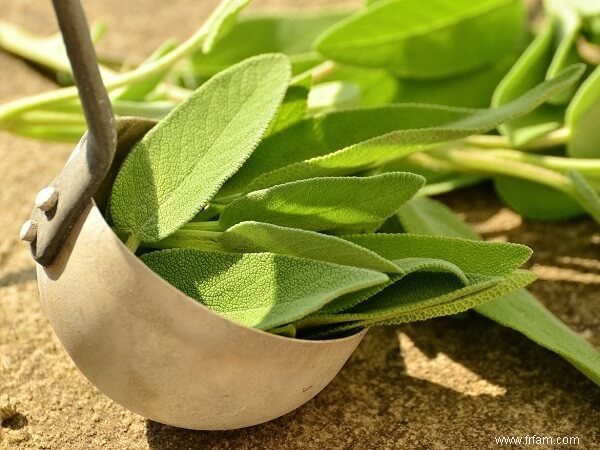 9 herbes vivaces à planter maintenant et à savourer chaque année 