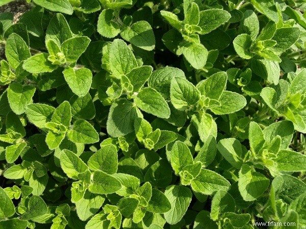 9 herbes vivaces à planter maintenant et à savourer chaque année 