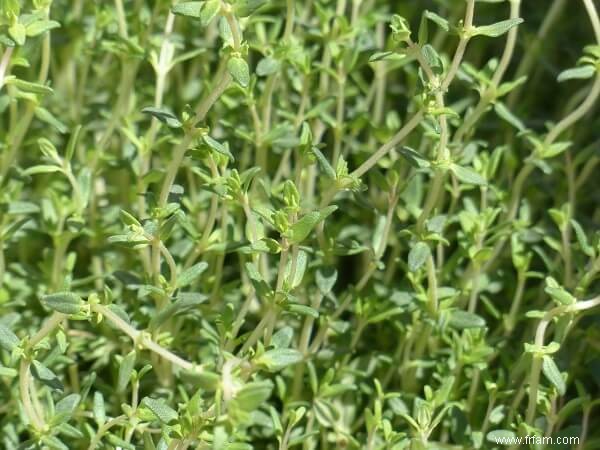 9 herbes vivaces à planter maintenant et à savourer chaque année 