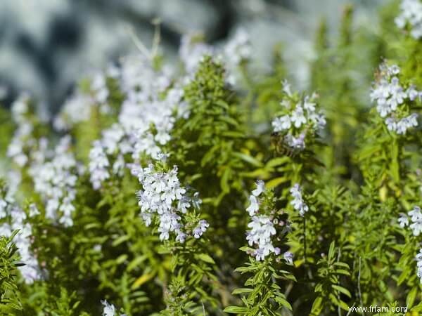 9 herbes vivaces à planter maintenant et à savourer chaque année 