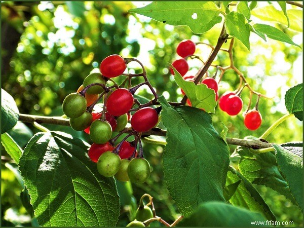 Comment créer une forêt alimentaire comestible 