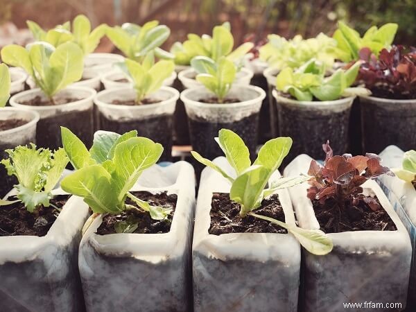 Comment transformer vos restes en un jardin florissant 