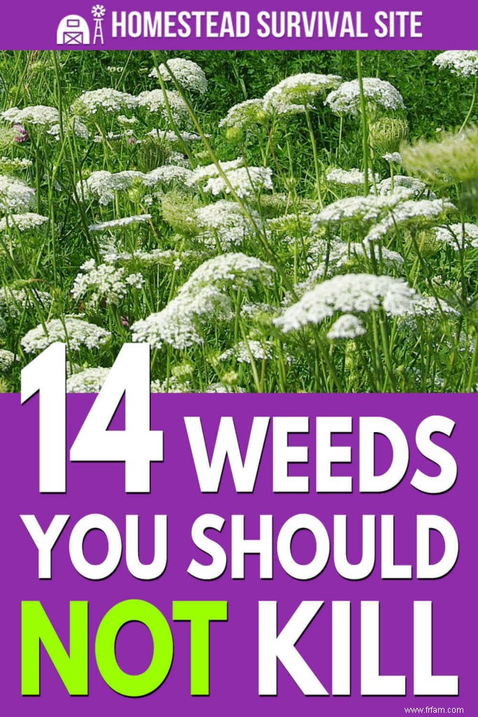 14 mauvaises herbes que vous ne devriez PAS tuer 