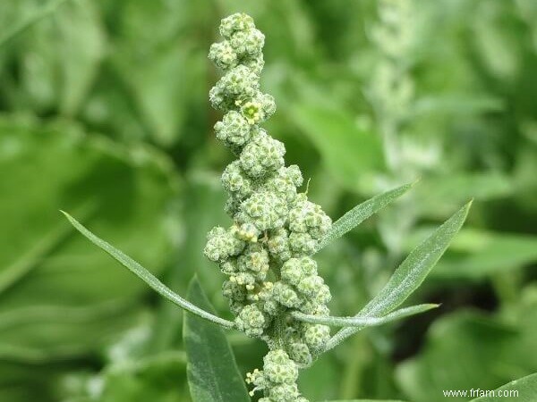 14 mauvaises herbes que vous ne devriez PAS tuer 