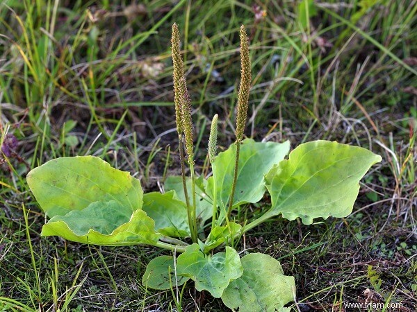 14 mauvaises herbes que vous ne devriez PAS tuer 