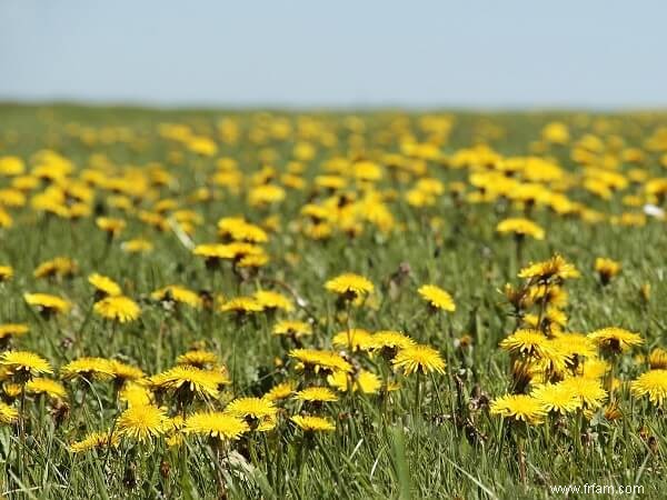 14 mauvaises herbes que vous ne devriez PAS tuer 