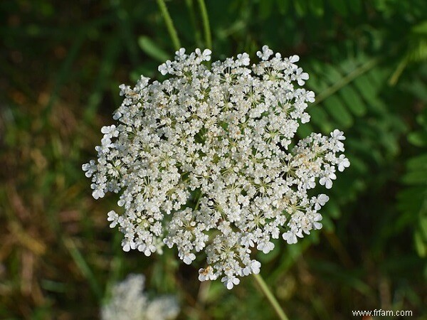 14 mauvaises herbes que vous ne devriez PAS tuer 