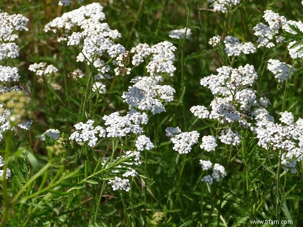 14 mauvaises herbes que vous ne devriez PAS tuer 