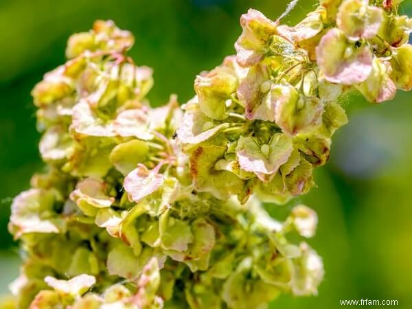 14 mauvaises herbes que vous ne devriez PAS tuer 