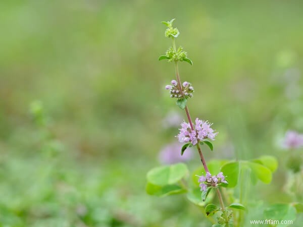 11 herbes et fleurs que les moustiques détestent 