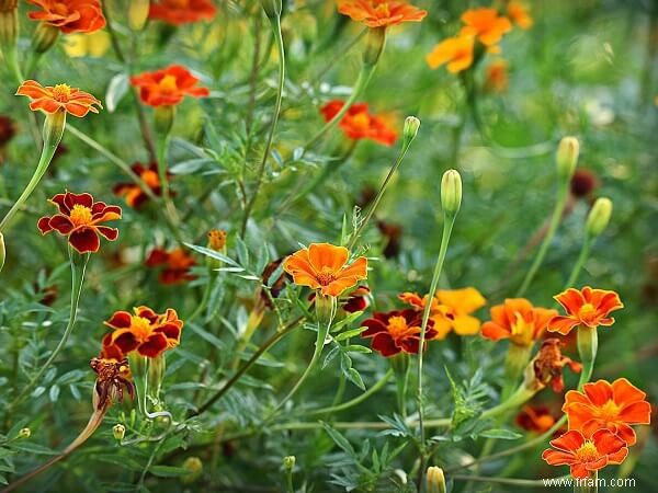 11 herbes et fleurs que les moustiques détestent 