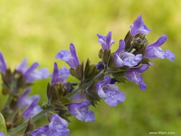 11 herbes et fleurs que les moustiques détestent 