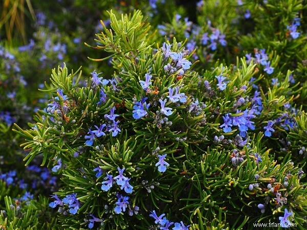 11 herbes et fleurs que les moustiques détestent 