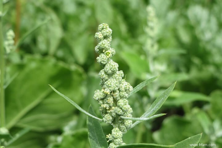 8 mauvaises herbes que vous VOULEZ voir dans votre jardin 