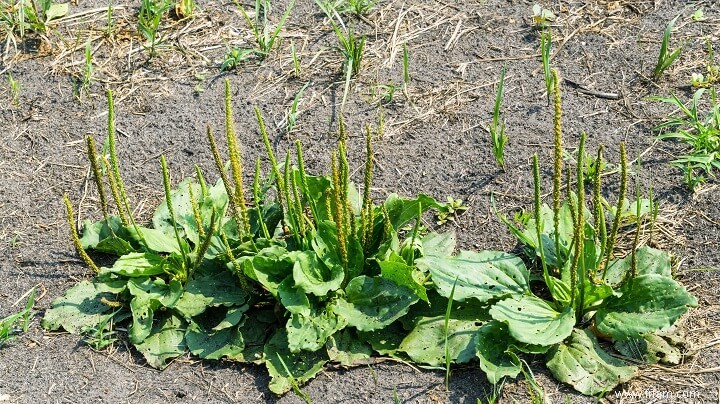 8 mauvaises herbes que vous VOULEZ voir dans votre jardin 